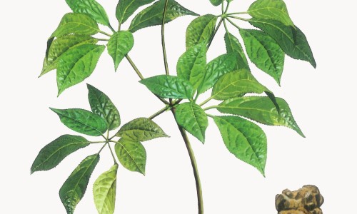 田七牙膏图片和价格-田七牙膏的功效网 - 为你提供田七牙膏功效与作用是什么、田七牙膏的功效和作用
