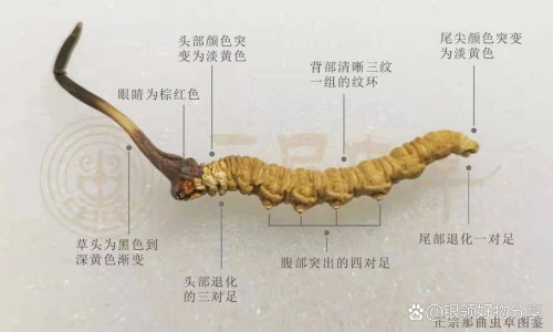 田七牙膏的功效网 - 为你提供田七牙膏功效与作用是什么、田七牙膏的功效和作用